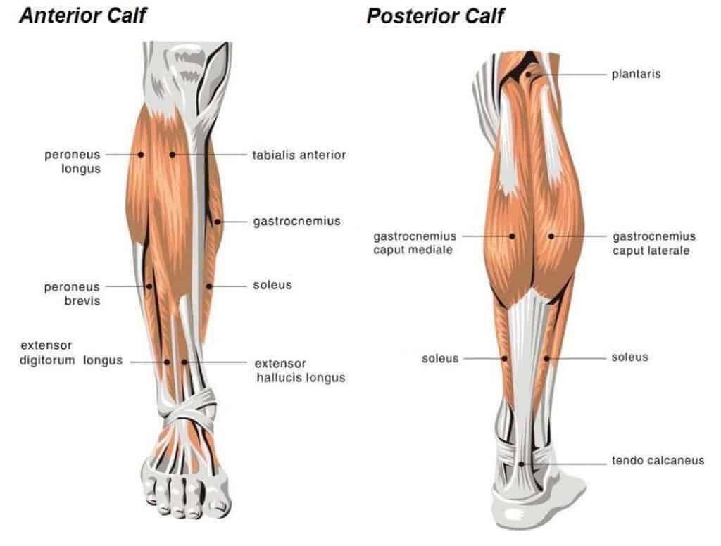 Calf muscles